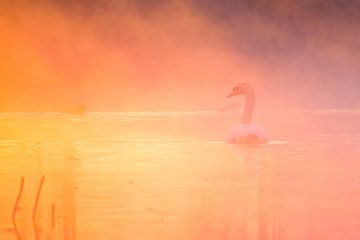 Cygne tuberculé au lever du soleil sur WILBERT HEIJKOOP photography