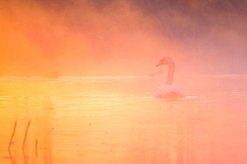 Mute Swan during sunrise