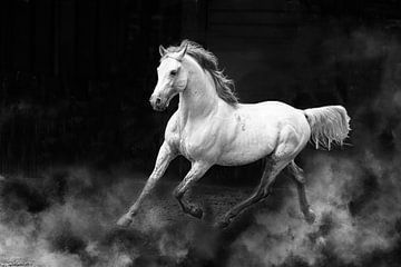 Fergana horse by Dennis Zhang