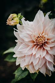 Dahlia Cafe au Lait by Susan Lambeck