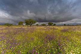 Stone oaks in the background in the middle of a purple and very blooming landscape. by Hans Hut