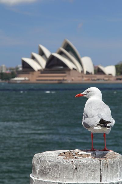 Zilvermeeuw in Sydney van Dirk Rüter