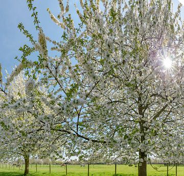 Blühende Obstbäume, Erichem, , Gelderland, Niederlande von Rene van der Meer
