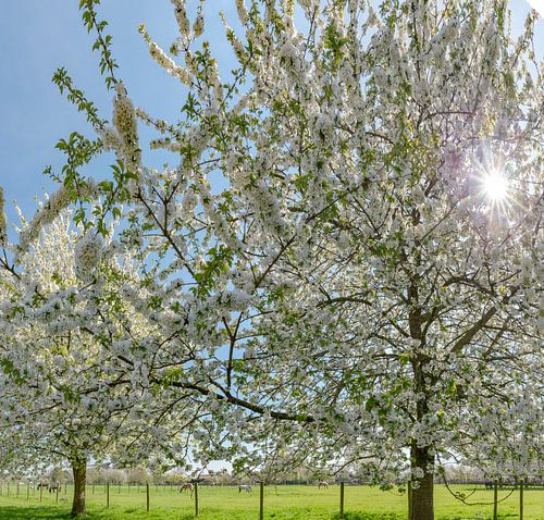 Bloeiende fruitbomen, Erichem, , Gelderland, Nederland
