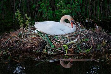 Breeding swan by Miny'S