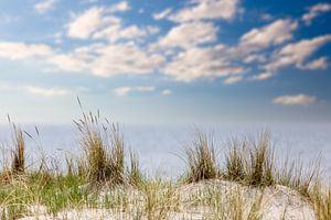 Strandhafer an der Ostsee von Tilo Grellmann