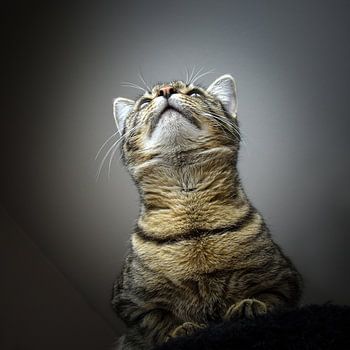 ..Le chat vu par la souris"