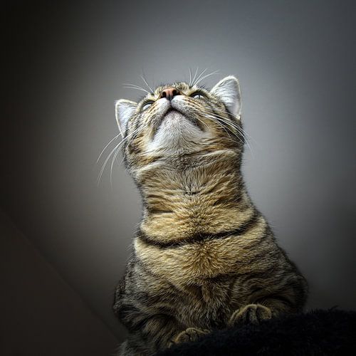 ..The cat from the mouse's perspective"