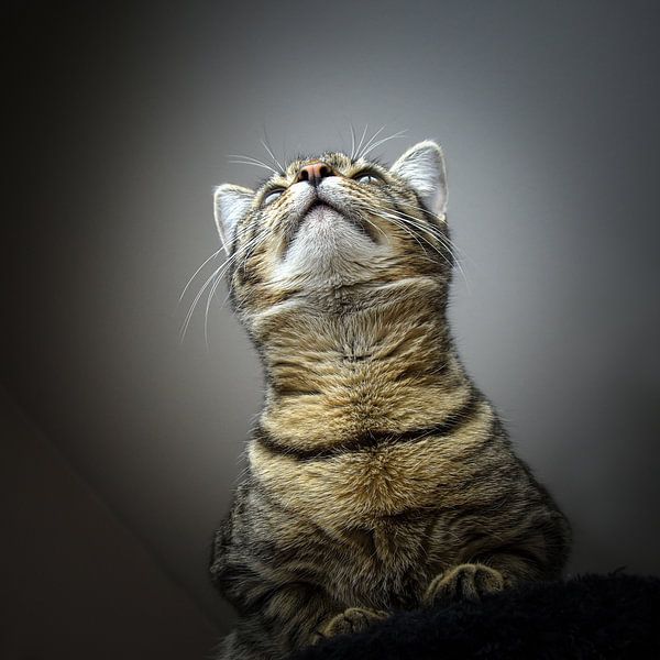 ..Le chat vu par la souris&quot; par Ronnie Reul