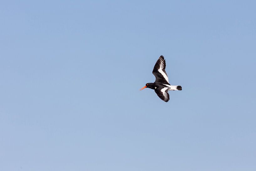 Austernfischer (Haematopus ostralegus) von Dirk Rüter