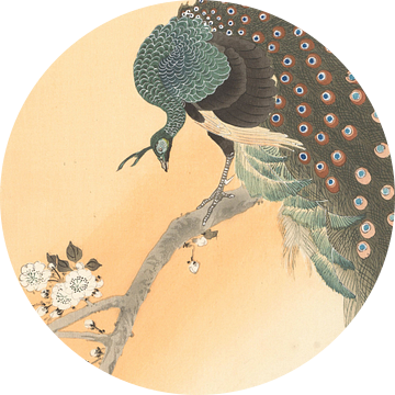Pauw in kersenboom van Ohara Koson