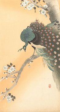 Pfau im Kirschbaum von Ohara Koson
