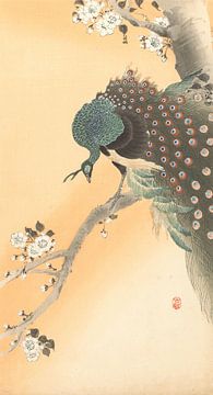 Peacock in cherry tree of Ohara Koson