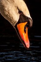 Zwaan up close...