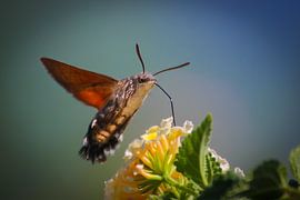 Kolibi Butterfly by Bastiaan Van der Ploeg