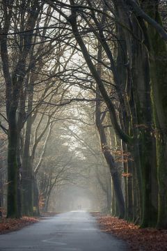Stille Allee im Morgenlicht von Miranda Geerts Art