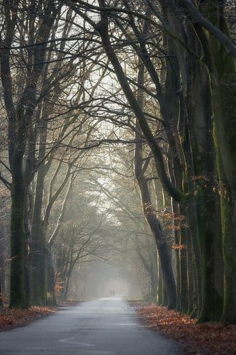 Stille laan in het ochtendlicht