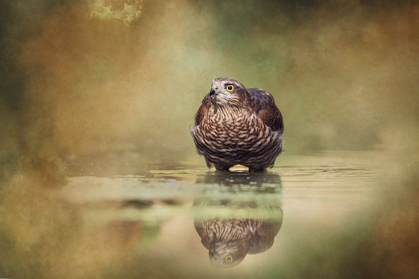 Der Sperber nimmt ein Bad. von Janny Beimers