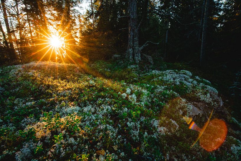 Low sun shines over the green moss by Martijn Smeets