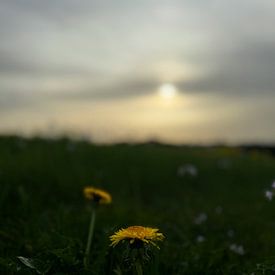 Webdesign Profile picture