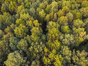 Herbstwald mit bunten Blättern von oben gesehen