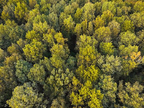 Herfstbos met kleurrijke bladeren van bovenaf gezien