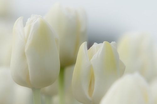 Tulpenpracht van Nick Holland