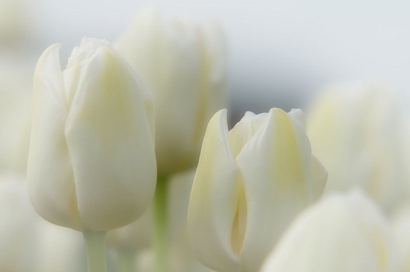 Tulip display by Nick Holland