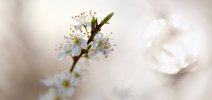 spring fever 6 by patrick verweire