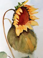 Sonnenblume.