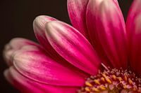 Gerbera rosa