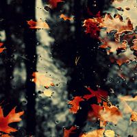 Art of nature
