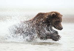 Alaska Peninsula Brown Bear, Ursus arctos gyas sur AGAMI Photo Agency