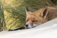 A nap on the beach.