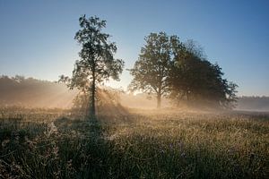 Prairies brumeuses