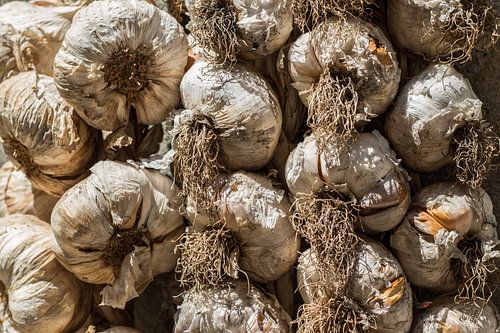 Garlic