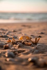 Hollowed-out crab on the beach by Mandy Schipper