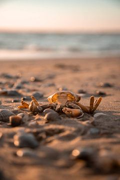 Uitgehold krabbetje op het strand van Mandy Schipper