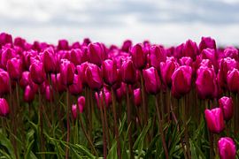 Nederlandse Tulpen by Sjoerd Tullenaar
