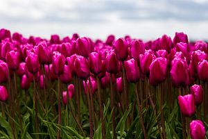 Nederlandse Tulpen sur Sjoerd Tullenaar