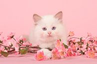 Ragdoll kitten in het roze / Cute 6 weeks old rag doll baby cat with blue eyes lying on the f van Elles Rijsdijk thumbnail