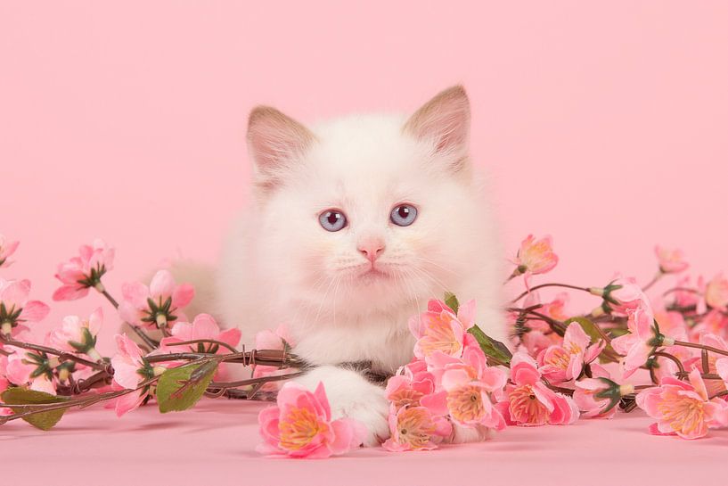 Ragdoll kitten in het roze / Cute 6 weeks old rag doll baby cat with blue eyes lying on the f van Elles Rijsdijk