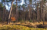 Landgoed Velhorst - Lochem (Nederland) van Marcel Kerdijk thumbnail