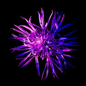 Wilde paarse bloem van Danny van den Berg