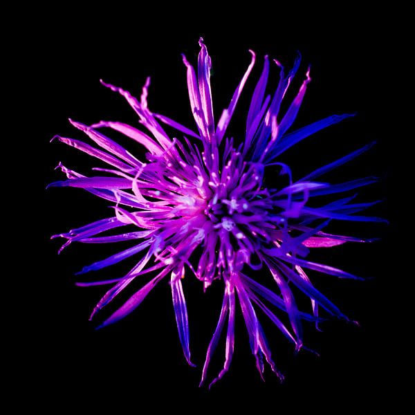 Wilde lila Blume von Danny van den Berg
