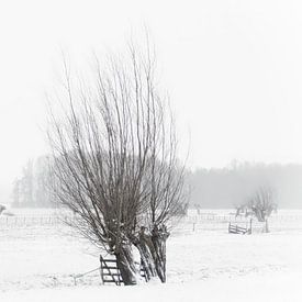 saules têtards et neige sur Yvonne Blokland