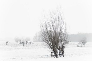 knotwilgen & sneeuw van Yvonne Blokland