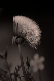 The dandelion