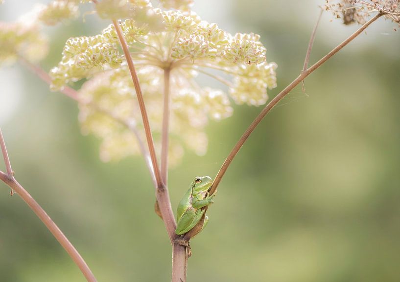 Tree frog on common hogweed by Ans Bastiaanssen