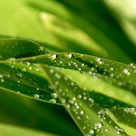 Dewdrops on the green by Ina Muntinga
